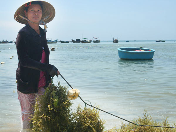 rong sụn, thu hoạch rong sụn