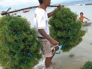 Thu hoạch rong sụn. (Nguồn: ninhthuan.gov)