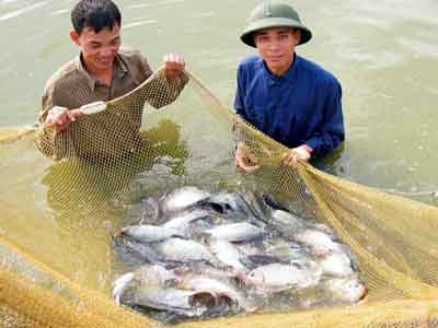 Kiểm tra cá rô phi