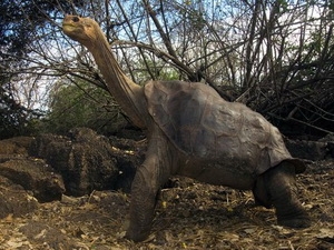 "Cụ" George. (Nguồn: nationalgeographic.com)