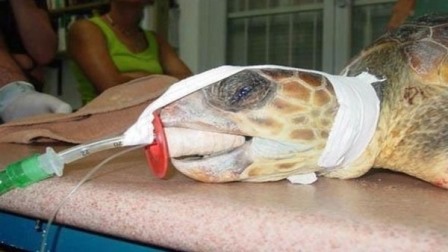 Cụ rùa Royal ở Ai Cập sống thọ 270 tuổi