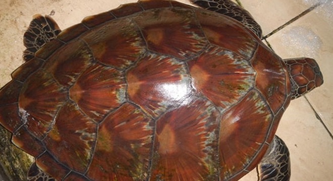 rùa biển dạt bờ