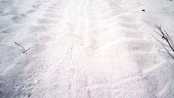 Dấu đường di chuyển còn lưu lại trên cát của rùa từ dưới biển lên bãi Ngòi, thôn Hải Giang đẻ trứng