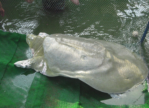 Rùa Hoàn Kiếm. Ảnh do giáo sư Hà Đình Đức cung cấp.