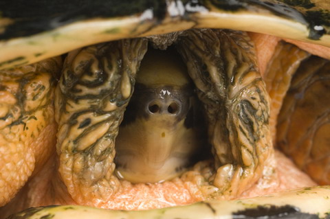 rùa hộp ba vạch