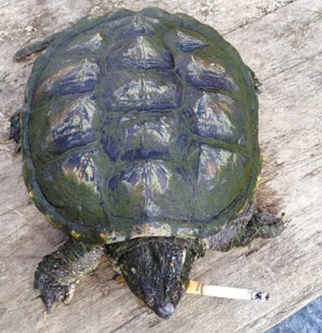 rùa hút thuốc lá