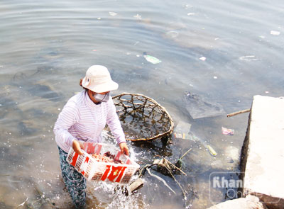 rửa mực