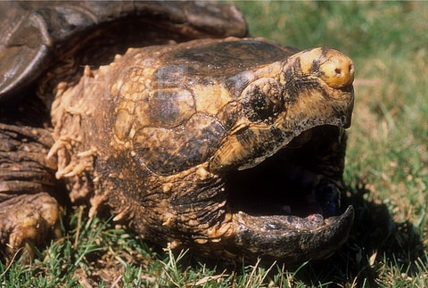 Rùa Alligator snapping turtle (AST) là phân loài duy nhất của chi Macrochelys. Chúng là một trong những loài rùa nước ngọt lớn nhất thế giới, phân bố ở vùng Bắc Mỹ. Ảnh: Flickr.
