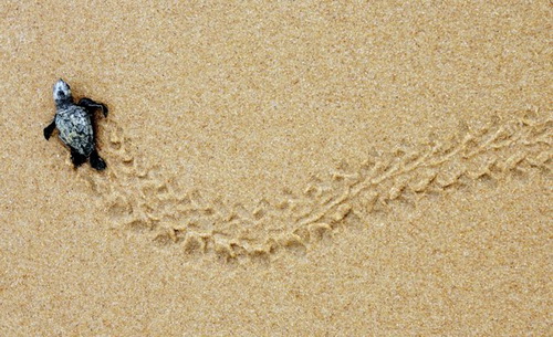 hành trình rùa biển