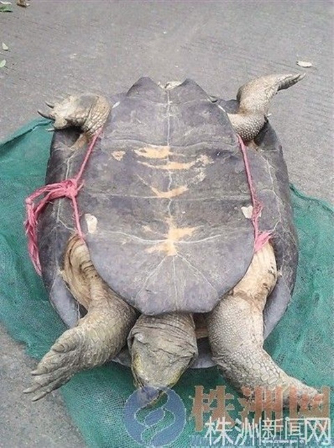 Người đàn ông rao bán "rùa thần" với giá thắt cổ