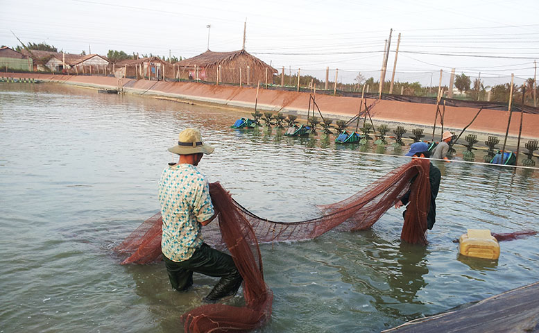 rủi ro nuôi tôm