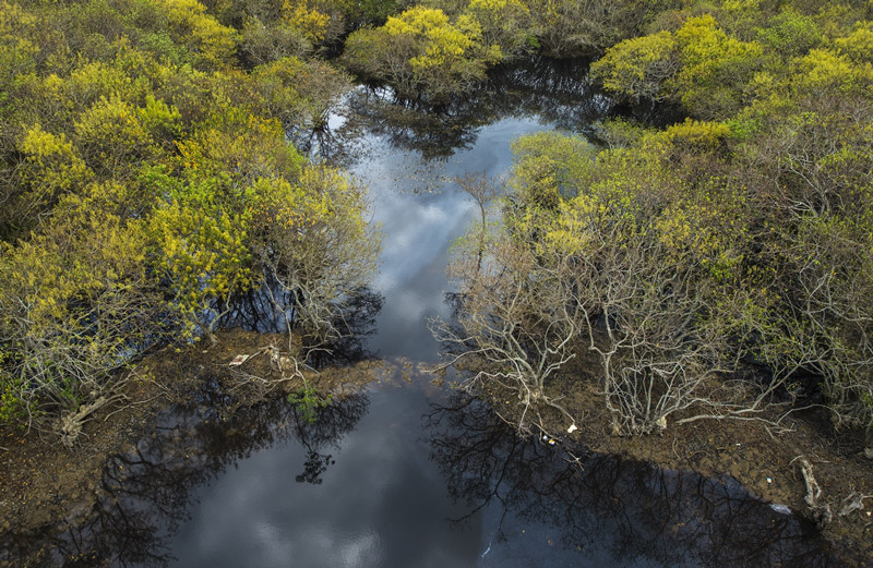 Rừng ngập mặn bảo vệ vùng nuôi thủy sản trong lũ lụt