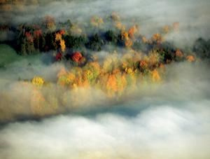 Khu rừng đậm đặc hơi nước đang tạo ra một cơn bão.