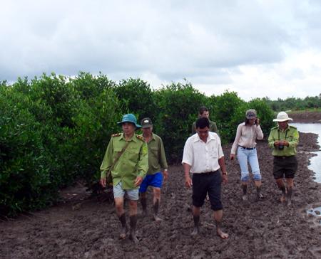 Rừng ngập mặn ven biển