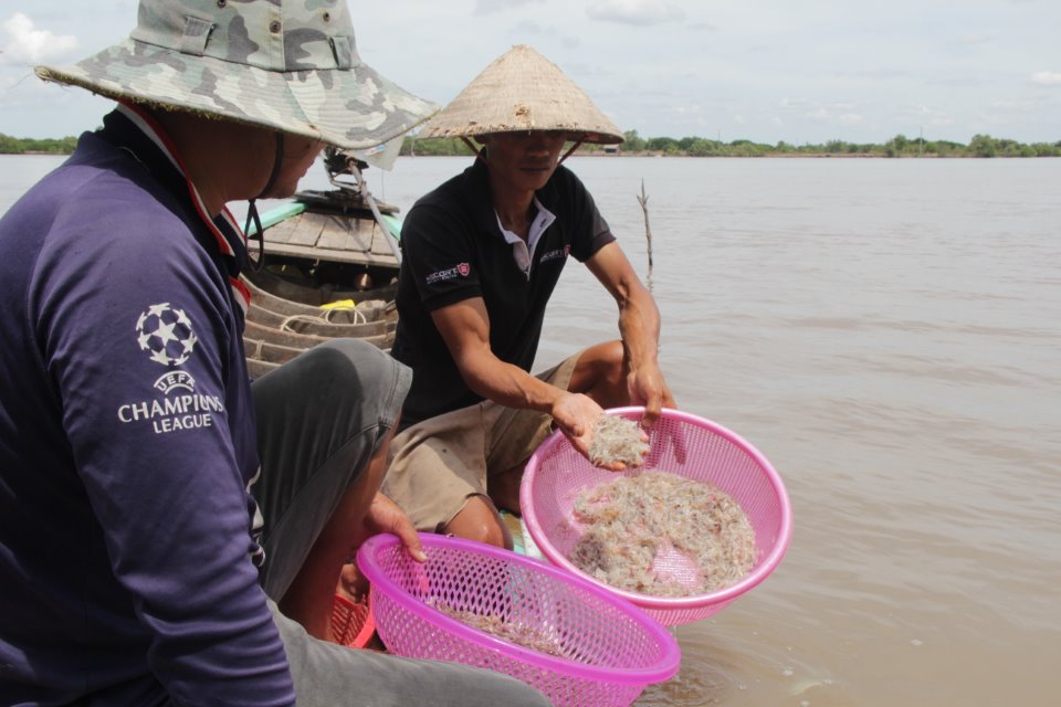 Ngư dân Ngọc Hiển trúng mùa ruốc