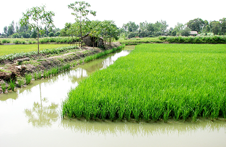 Trà Vinh Mô hình nuôi tôm thẻ chân trắng siêu thâm canh 2 giai đoạn