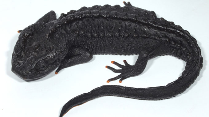 sa giông, cá sấu