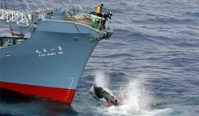 săn cá voi, lệnh cấm săn cá voi