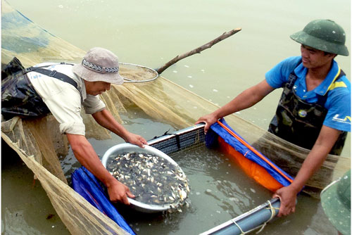 sàn lọc cá giống