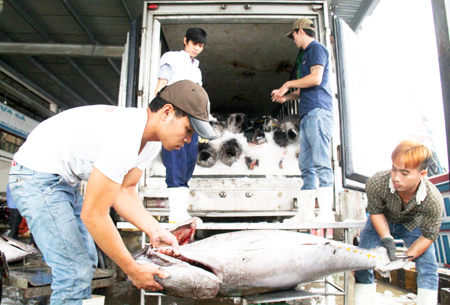 sản lượng cá ngừ