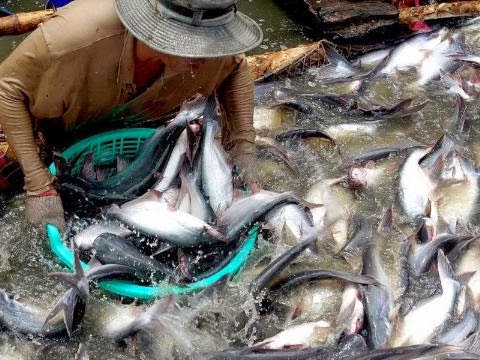 sản lượng cá tra