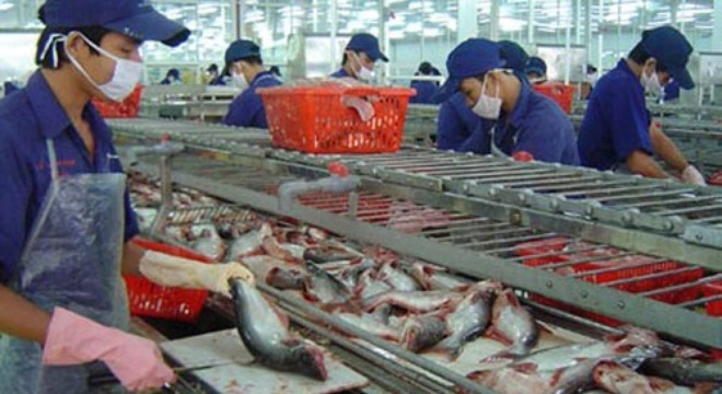 sản lượng cá tra