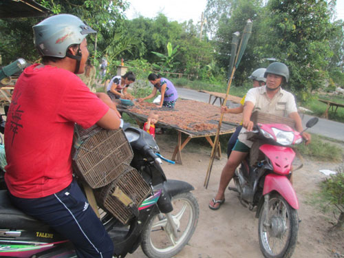 săn nhái đêm