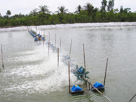 sản phẩm tôm an toàn vệ sinh thực phẩn