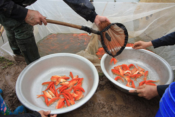 sản xuất cá cảnh