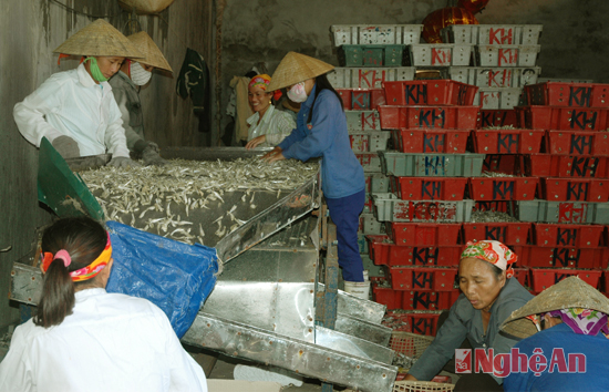 sản xuất cá cơm