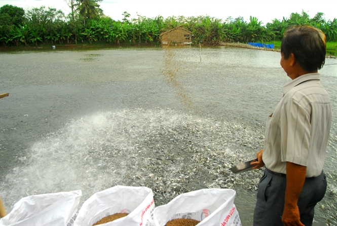 Sản xuất cá giống