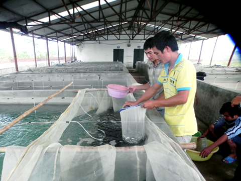 sản xuất cá song