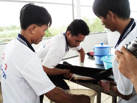 sản xuất giống cá tra