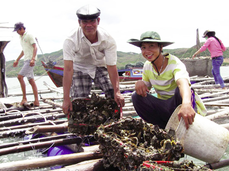 Triển vọng từ hàu Thái Bình Dương