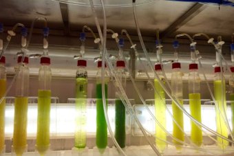 sản xuất omega 3