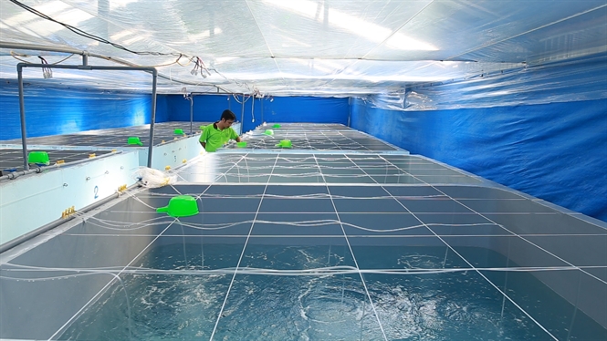 sản xuất giống tôm