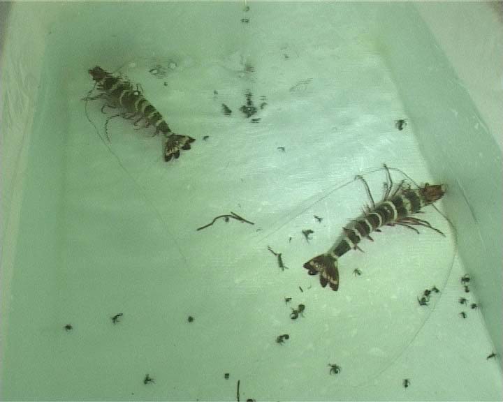 sản xuất tôm giống tăng