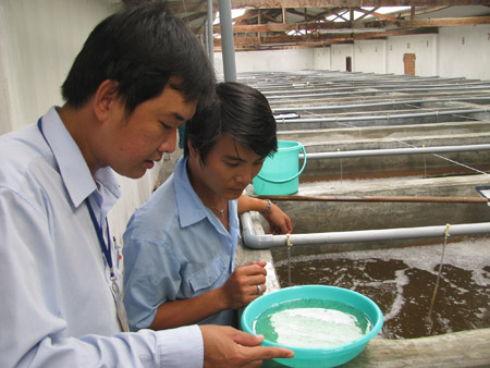 Sản xuất tôm giống tại công ty Việt - Úc.