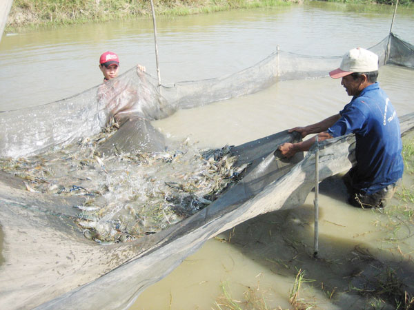 sản xuất tôm nước lợ