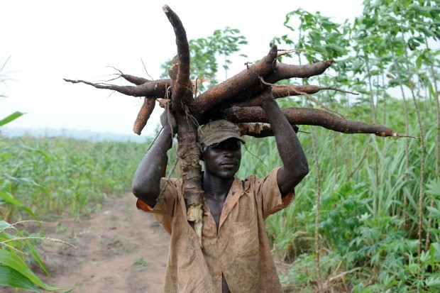 san nam phi cassava africa