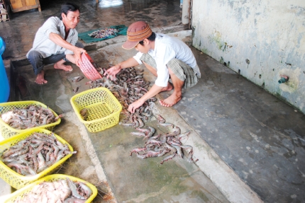 Thới Bình: Sẵn sàng cho mùa vụ mới