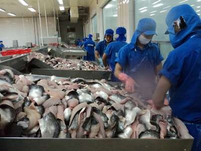 Chế biến cá tra tại ĐBSCL