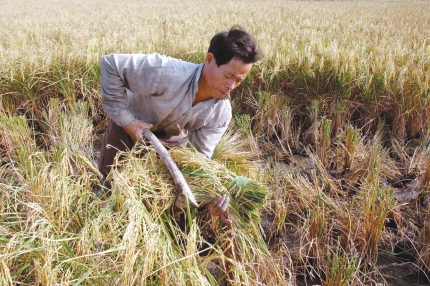 Sản xuất lúa – tôm: Triển vọng từ cách làm mới