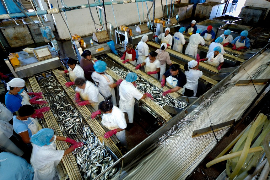 sardine&nbsp;&nbsp;mexico