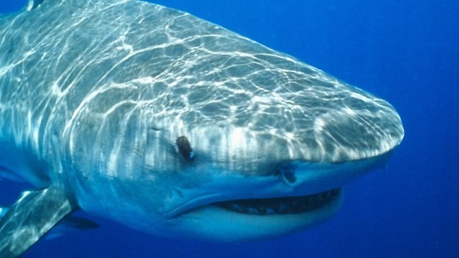 sát thủ đại dương