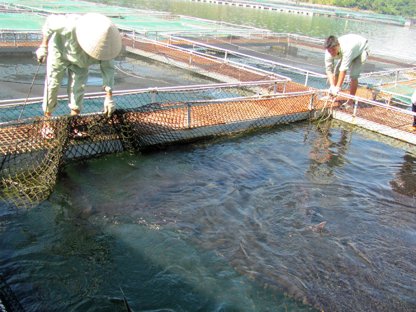 cá tầm, nhập lậu