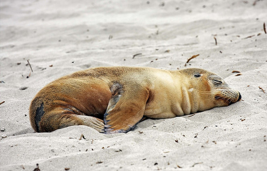 Lúc trên bờ, hải cẩu ngủ bình thường