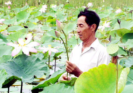 Ông Phạm Văn Dương, ấp Đất Mới, xã Phú Hội (huyện Nhơn Trạch) thu hoạch sen