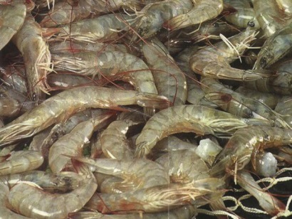 tôm thẻ chân trắng