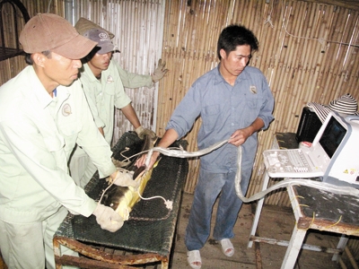 Siêu âm tìm cá tầm cái cho trứng.